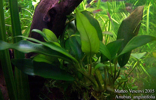    (Anubias barteri var. Angustifolia). 
 .  