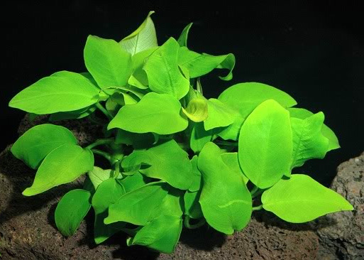 Анубиас гигантский (Anubias gigantea). 
Аквариумные растения. Описание растений для аквариумов