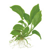 Анубиас гигантский (Anubias gigantea). 
Аквариумные растения. Описание растений для аквариумов