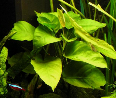 Анубиас Бартера (Anubias barteri var. barteri). 
Аквариумные растения. Описание растений для аквариумов