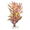 Аммания изящная, Аммания грацилис (Ammannia gracilis). 
Аквариумные растения. Описание растений для аквариумов