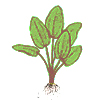 Эхинодорус вертикальный (Echinodorus verticalis). 
Аквариумные растения. Описание растений для аквариумов
