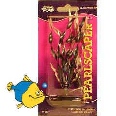   (Corkscrew Vallisneria).   Hagen, - , 13 
