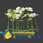  (Four Leaf Clover).   Hagen, 