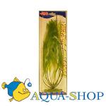  (Amazon Sword Plant).   Hagen, , 38 
