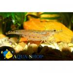    (Caridina multidentata, Caridina japonica), M