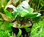   "" (Cryptocoryne wendti "Tropica"), M,  