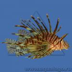 - ,  ,  , - (Pterois volitans), L