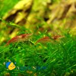   (Neocaridina denticulata sinensis"red"), L