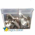   (Acheta sp.), 1000 ., M