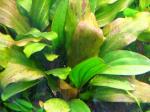  "" (Echinodorus "Ros"), M