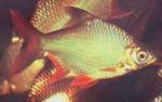  ,   (Barbonymus schwanenfeldii, Barbus schwanefeldi), S