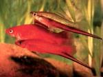 Меченосец красный (Xiphophorus hellerii var.), L
