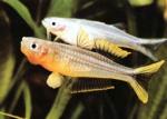   (Pseudomugil furcatus, Popondetta furcata), M