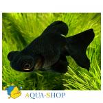 ""  (Carassius auratus var.), L