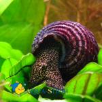    (Tylomelania towutensis), L
