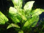  " -  " (Echinodorus cordifolius "Tropica Marble Queen"), M