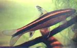  ,   (Epalzeorhynchos kalopterus), M