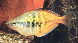   (Melanotaenia boesemani), XL