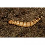  (Zophobas morio), M