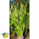    (Vallisneria spiralis var. spiralis, V. michelii, V. jacquini, V. pusilla), M