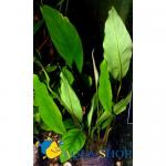  (Anubias sp.), S