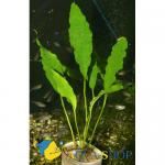   (Anubias "undulata"), L
