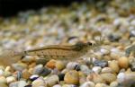    (Caridina multidentata, Caridina japonica), L