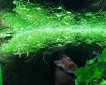   (Ricca fluitans), M,  