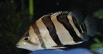   ,   (Datnioides polota, Coius quadrifasciatus), M