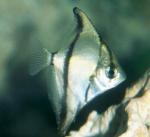  ,   (Monodactylus sebae, Psettus sebae), M