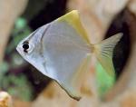  ,   (Monodactylus argenteus), M