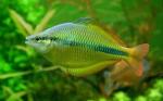  ,   (Melanotaenia herbertaxelrodi), M