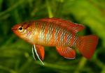  ,   "" (Dario dario, Badis sp. "Scarlet"), M