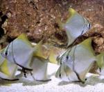  ,   (Monodactylus argenteus), S