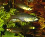   (Iriatherina werneri), L