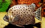  ,  ,   (Scatophagus argus), M