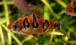  ,  ,   (Puntius rhomboocellatus), L