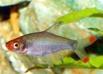  (Sawbwa resplendens), M