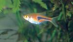  ,   (Trigonostigma espei, Rasbora espei), M