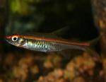   (Rasbora pauciperforata), M