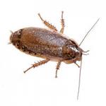   (Nauphoeta sp.), 100 , M