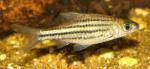   (Puntius lineatus var., Barbus lineatus var.), M