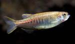  ,  , - (Danio choprae, Brachydanio choprae), M