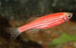 Данио рерио флуоресцентная "Glo Fish" (Danio rerio var."Glo Fish", Brachydanio rerio), M