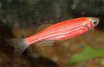    "Glo Fish" (Danio rerio var."Glo Fish", Brachydanio rerio), M