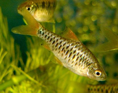  ,   (Puntius oligolepis, Barbus oligolepis, Capoeta oligolepis), M