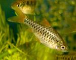  ,   (Puntius oligolepis, Barbus oligolepis, Capoeta oligolepis), M