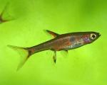   (Boraras maculatus), M