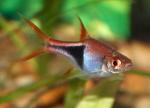  ,  ,  ,   (Trigonostigma heteromorpha, Rasbora heteromorpha), M